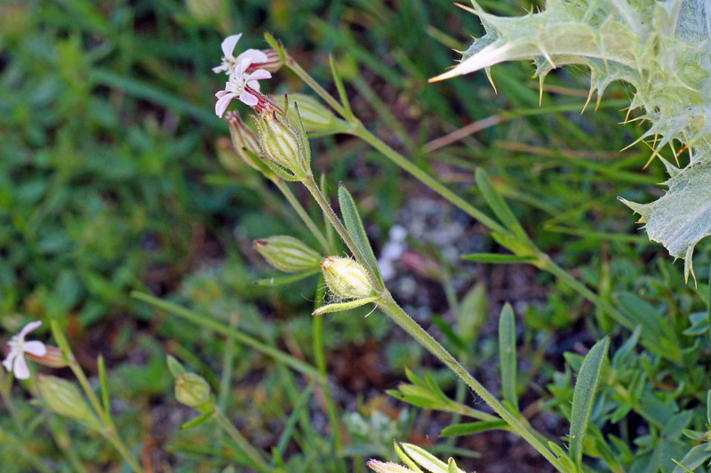 Silene gallica.
